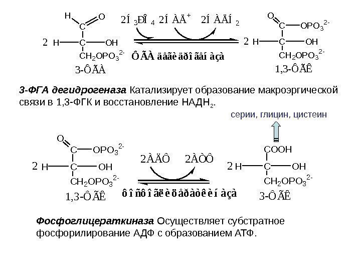 C C OH CH 2 OPO 3 2 - OHH 3 -ÔÃÀ äåãèäðîãåíàçà C