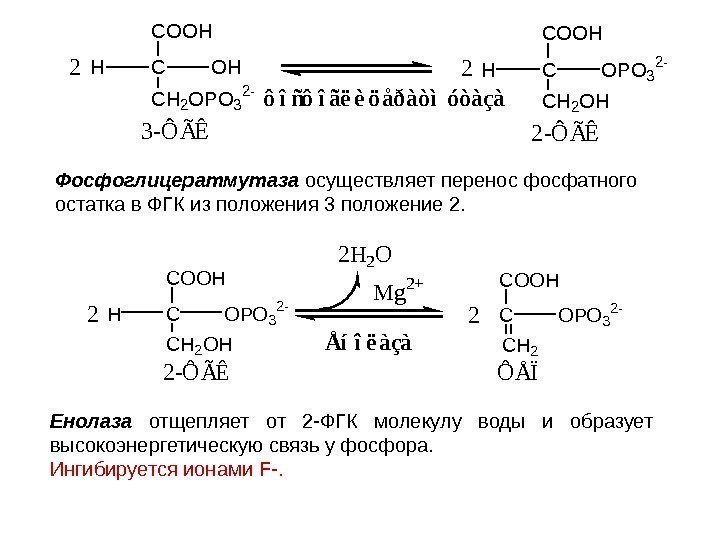 ôîñôîãëèöåðàòìóòàçà COOH C CH 2 OPO 3 2 - OHH 3 -ÔÃÊ COOH C