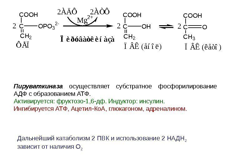 Ïèðóâàòêèíàçà COOH C CH 3 O ÏÊ (êåòî) COOH C CH 2 OPO 3