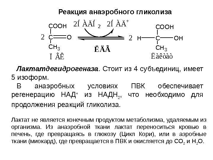 Лактатдегидрогеназа. Стоит из 4 субъединиц, имеет 5 изоформ.  В анаэробных условиях ПВК обеспечивает