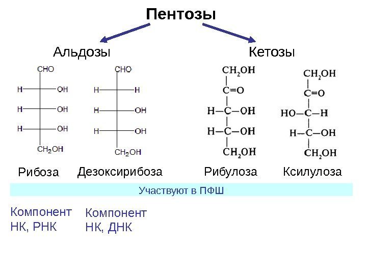 Пентозы Рибоза Дезоксирибоза Рибулоза Ксилулоза. Альдозы Кетозы Компонент НК, РНК Компонент НК, ДНК Участвуют