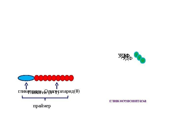 Олигосахарид(8) праймергликогенин Гликоген (n+1) гликогенсинтаза г УДФ г г. УДФ  
