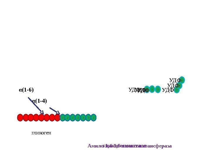 Амило-1, 4 -1, 6 -глюкозилтансферазаг г г г гликоген α(1 -4) α(1 -6) гликогенсинтаза