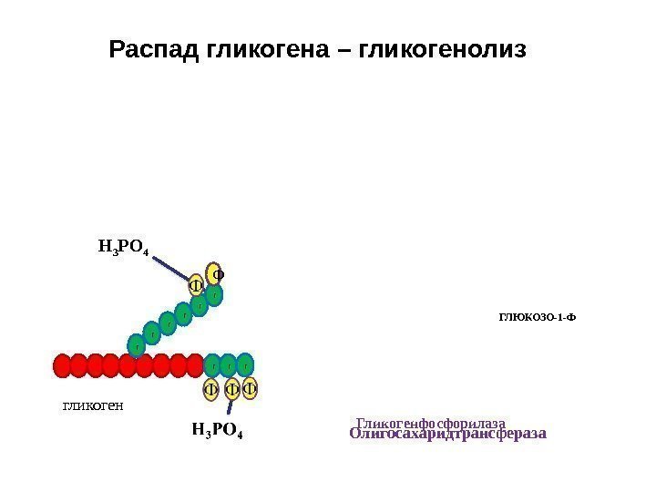 Распад гликогена – гликогенолиз гликоген Н 3 PO 4 ГЛЮКОЗО-1 -Ф Гликогенфосфорилаза Олигосахаридтрансферазаг г