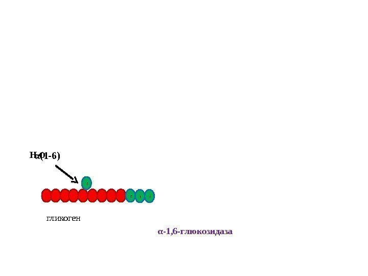 гликоген г г гг α(1 -6) α-1, 6 -глюкозидаза. H 2 O 