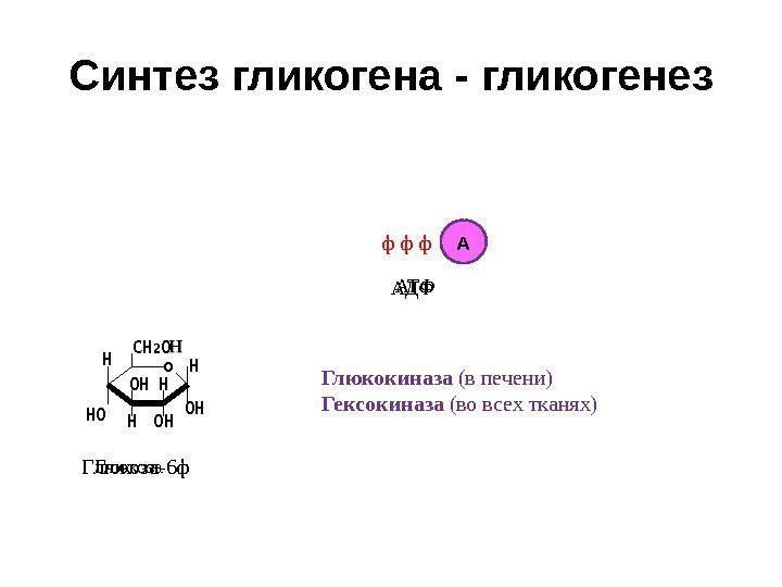 Синтез гликогена - гликогенез ф о. СН 2 О Н НО ОН Н ОН