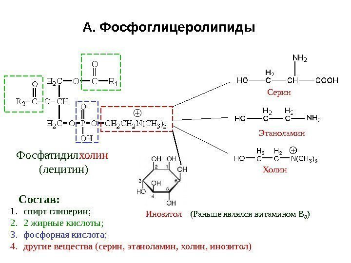 А. Фосфоглицеролипиды 1. спирт глицерин; 2. 2 жирные кислоты; 3. фосфорная кислота; 4. другие