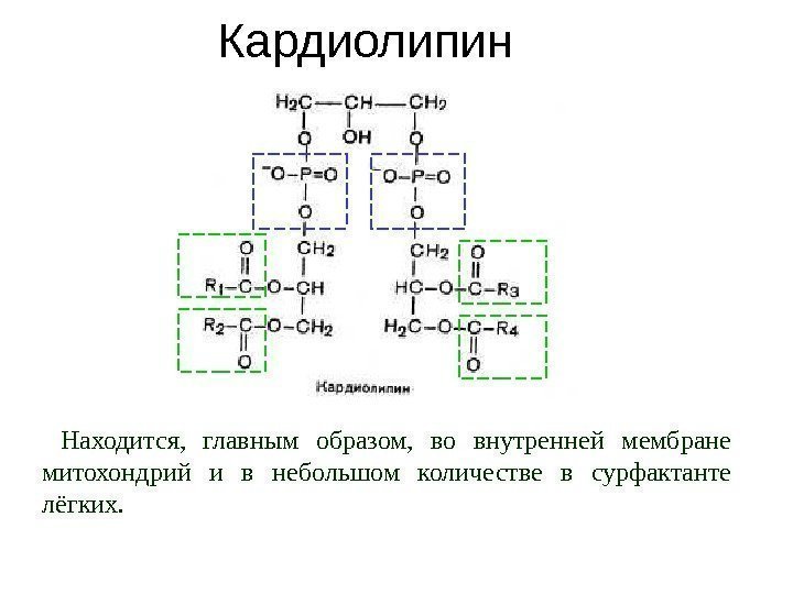 Кардиолипин Находится,  главным образом,  во внутренней мембране митохондрий и в небольшом количестве