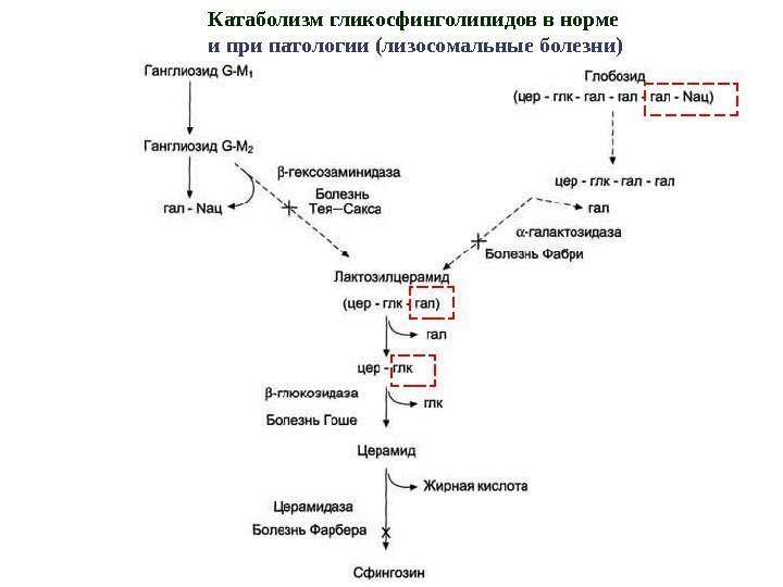 Катаболизм гликосфинголипидов в норме и при патологии (лизосомальные болезни) 