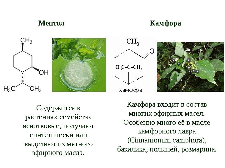 Ментол Камфора входит в состав многих эфирных масел.  Особенно много её в масле