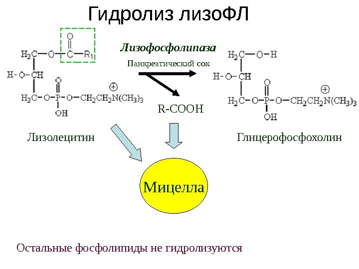 Гидролиз лизо. ФЛ Мицелла R-COOH Лизолецитин Лизофосфолипаза Глицерофосфохолин. Панкреатический сок Остальные фосфолипиды не гидролизуются