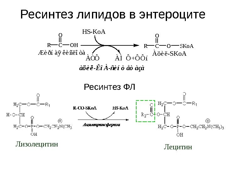 Ресинтез липидов в энтероцитеàöèë-ÊîÀ-ñèíòåòàçà HS-Ko. A RCO O SKo. ARCOH O ÀÒÔ  