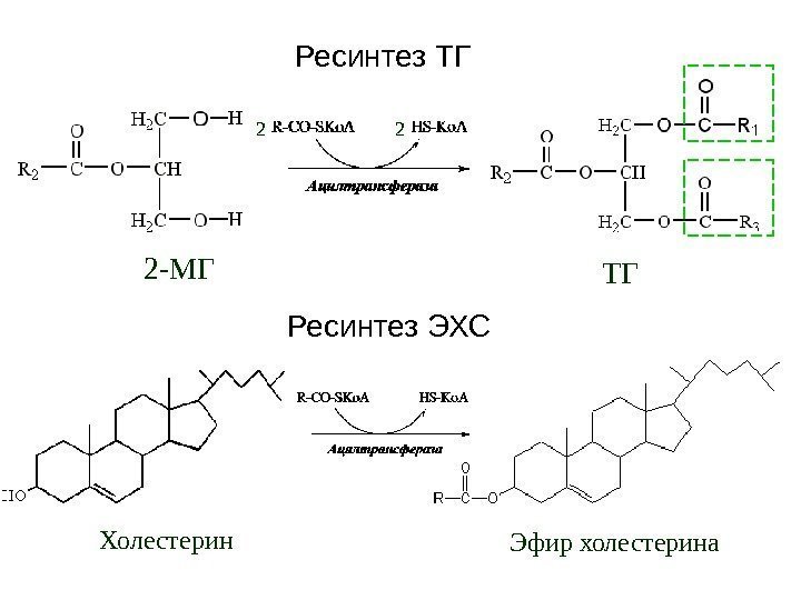 Ресинтез ТГ 2 -МГ ТГ 2 2 Холестерин Эфир холестерина. Ресинтез ЭХС 