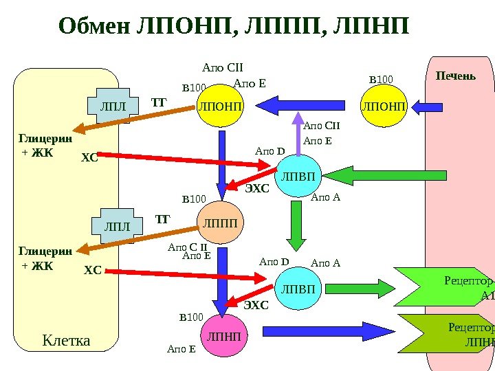 Печень ЛПОНП Рецептор  ЛПНПКлетка ЛПВП Апо ЕАпо CII В 100 Апо ЕТГ ЛПЛ