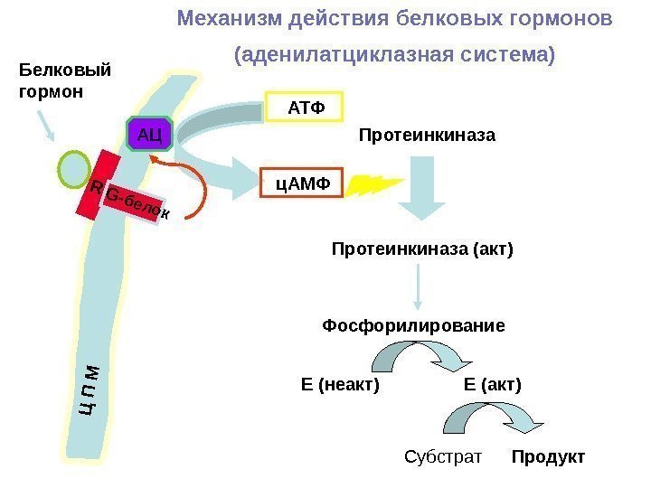 Механизм действия белковых гормонов (аденилатциклазная система)Ц П М Белковый гормон G-белок R  АТФ