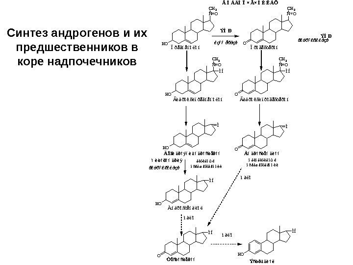 Синтез андрогенов и их предшественников в коре надпочечников H O Ñ OC H 3Ïðåãíåíîëîí