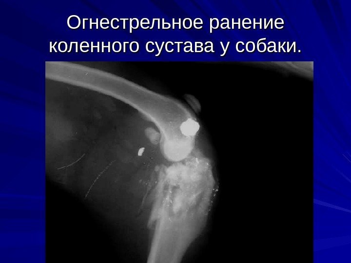 Огнестрельное ранение коленного сустава у собаки. 