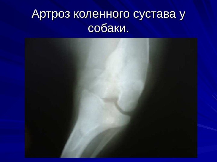 Артроз коленного сустава у собаки. 