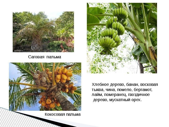 Саговая пальма Кокосовая пальма Хлебное дерево, банан, восковая тыква, чина, помело, бергамот, лайм, померанец,