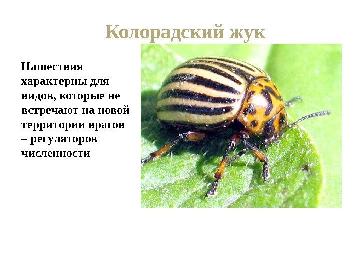 Колорадский жук Нашествия характерны для видов, которые не встречают на новой территории врагов –