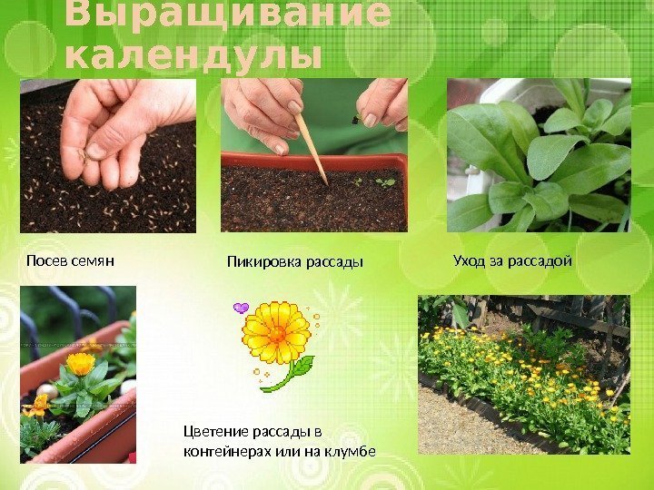 Выращивание календулы Посев семян Пикировка рассады Уход за рассадой Цветение рассады в контейнерах или