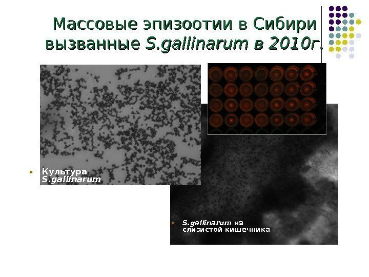Массовые эпизоотии в Сибири вызванные S. gallinarum в 2010 г. ► S. gallinarum 