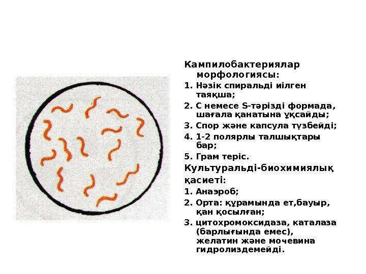 Кампилобактериялар морфологиясы:  1. Нәзік спиральді иілген таяқша; 2. С немесе S -тәрізді формада,
