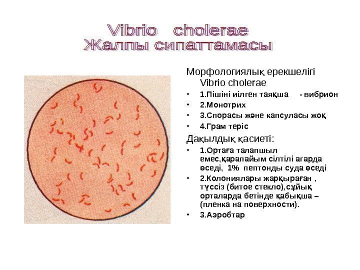 Морфологиялы ерекшелігі қ Vibrio cholerae • 1. Пішіні иілген тая ша - вибрион қ
