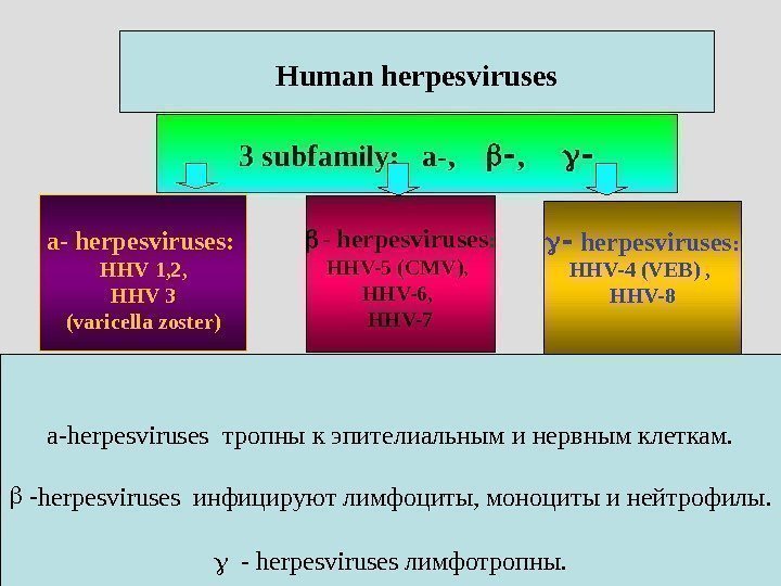 3 subfamily:  a-,  ,   a- herpesviruses:  H Н V