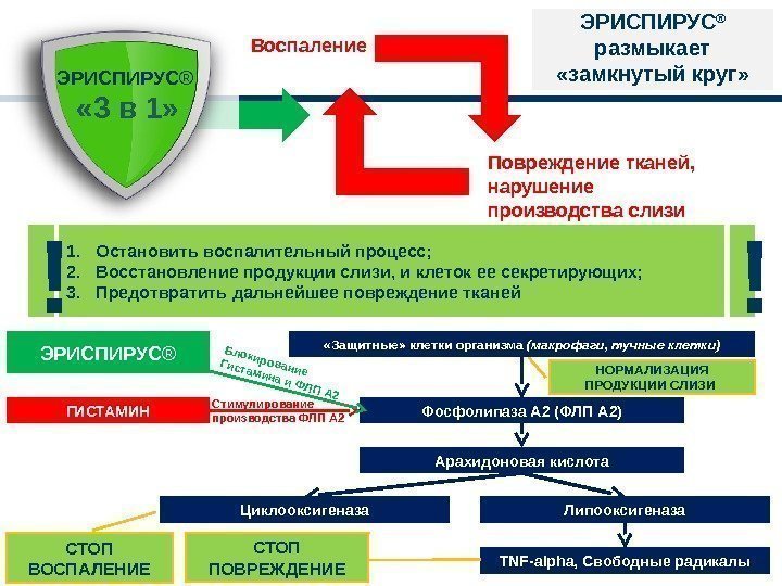 Воспаление Повреждение тканей,  нарушение производства слизи. ЭРИСПИРУС ®  « 3 в 1»