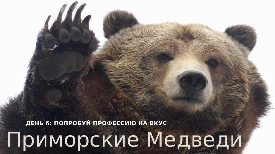 Приморские Медведи ДЕНЬ 6: ПОПРОБУЙ ПРОФЕССИЮ НА ВКУС  