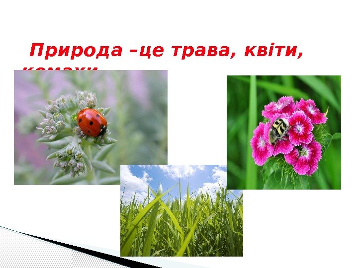  Природа –це трава, квіти,  комахи 