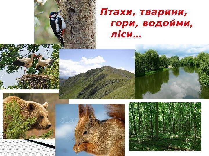 Птахи, тварини,  гори, водойми,  ліси…  