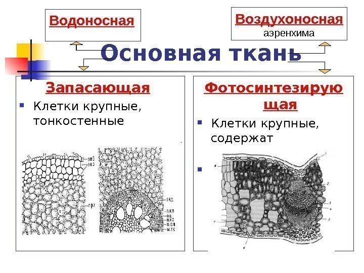 Рисунок основной ткани. Основная воздухоносная ткань у растений. Основная водоносная ткань. Водоносная основная ткань растений. Воздухоносная и водоносная паренхима.