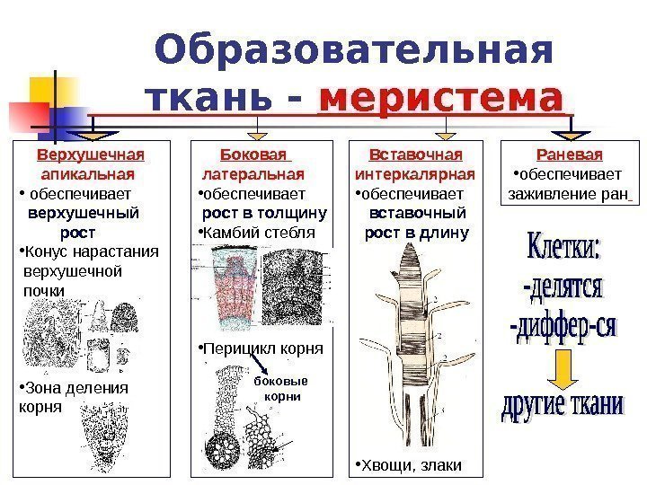 Образовательная ткань растений особенности