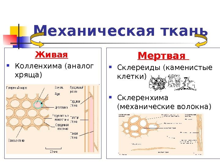   Механическая ткань Живая  Колленхима (аналог хряща) Мертвая  Склереиды (каменистые клетки)