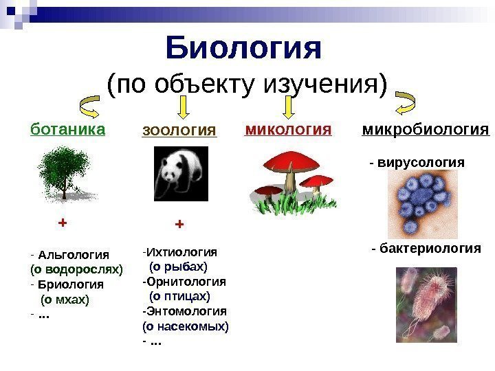   Биология  (по объекту изучения) ботаника зоология микробиология - вирусология - бактериология+