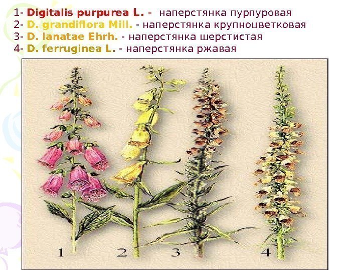 1 - Digitalis purpurea L.  -  наперстянка пурпуровая 2 - D. grandiflora