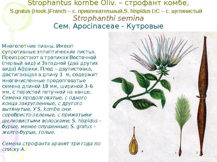 Strophantus kombe Oliv. – строфант комбе, S. gratus (Hook. )Franch – с. привлекательный, S.