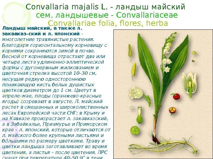 Convallaria majalis L. - ландыш майский cем. ландышевые - Convallariaceae  Convallariae  folia,