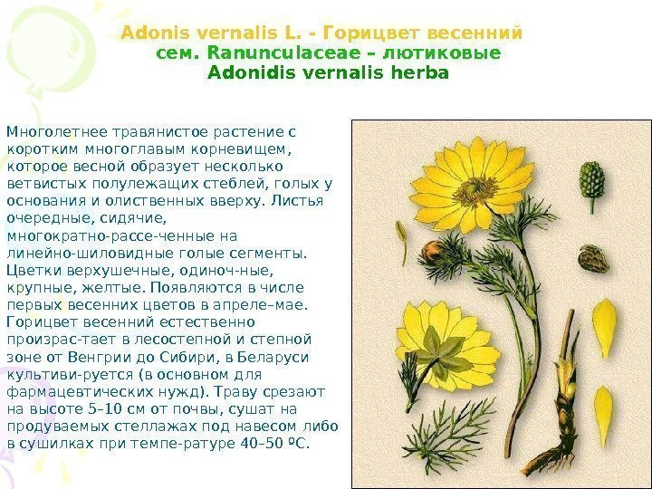 Adonis vernalis L. - Горицвет весенний cем. Ranunculaceae – лютиковые  Adonidis vernalis 