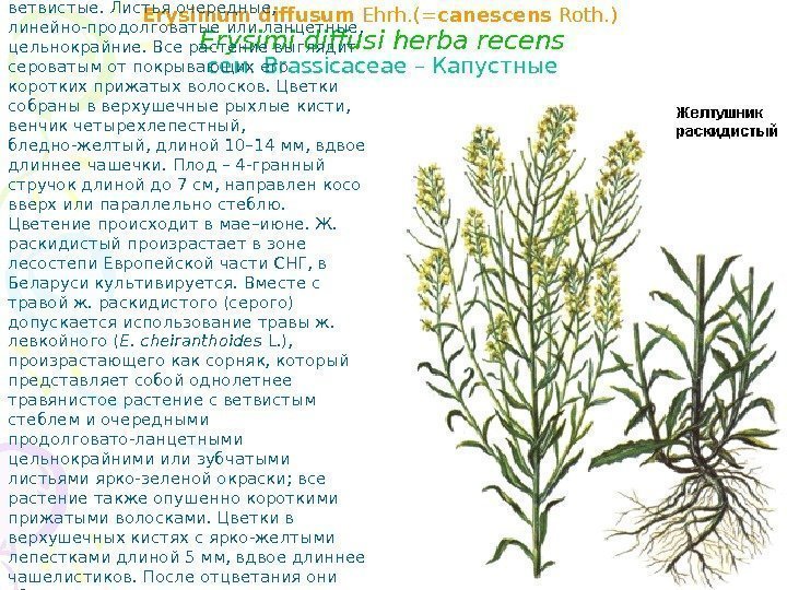 Erysimum diffusum Ehrh. (= canescens Roth. )  Erysimi diffusi herba recens  cем.