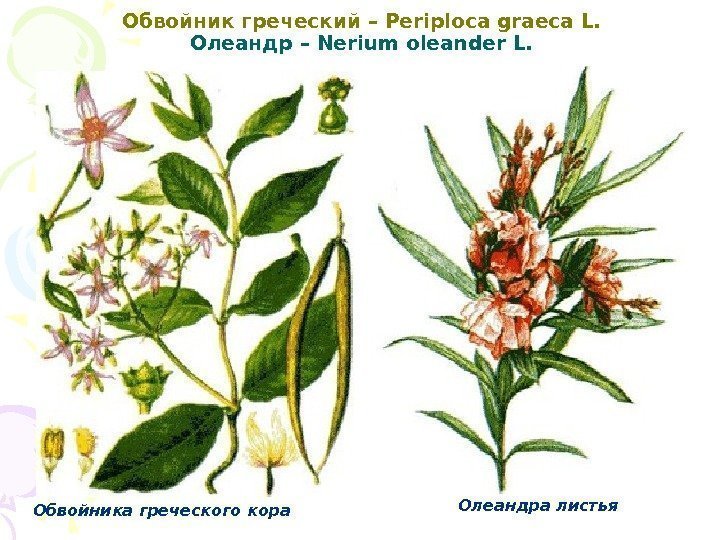Обвойник греческий – Periploca graeca L. Олеандр – Nerium oleander L. Обвойника греческого кора