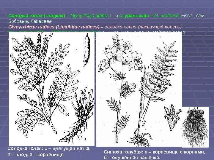 Солодка голая (гладкая) – Glycyrrhiza glabra  L. и с. уральская – G. uralensis