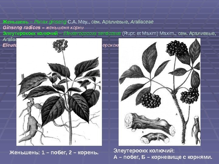 Женьшень – Panax ginseng  C. A. Mey. ,  сем. Аралиевые,  Araliaceae