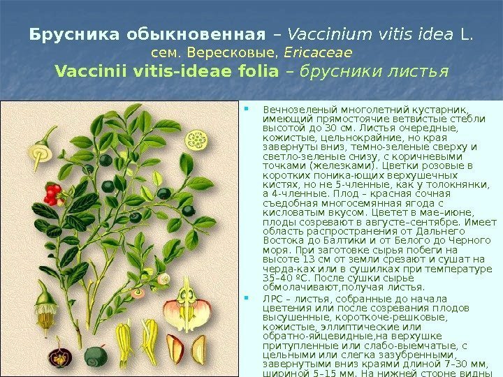 Брусника обыкновенная – Vaccinium vitis idea L. сем. Вересковые,  Ericaceae Vaccinii vitis-ideae folia