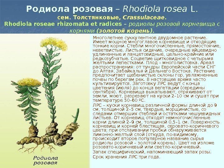 Родиола розовая – Rhodiola rosea  L. сем. Толстянковые,  Crassulaceae. Rhodiola roseae rhizomata
