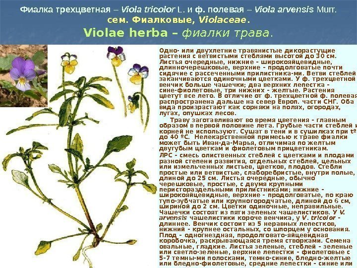 Фиалка трехцветная – Viola tricolor  L. и ф. полевая – Viola arvensis 