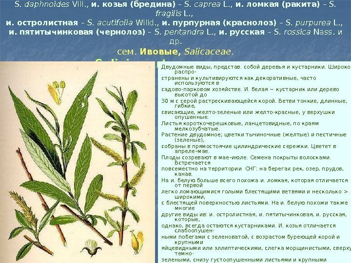 Ива белая (верба, ветла) – Salix alba L. ,  и.  волчникова (шелюга