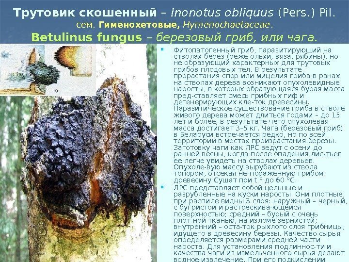 Трутовик скошенный – Inonotus obliquus (Pers. ) Pil. сем.  Гименохетовые,  Hymenochaetaceae. Betulinus